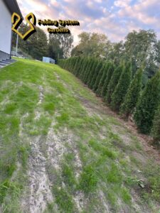 kopanie thui żywopłot 1